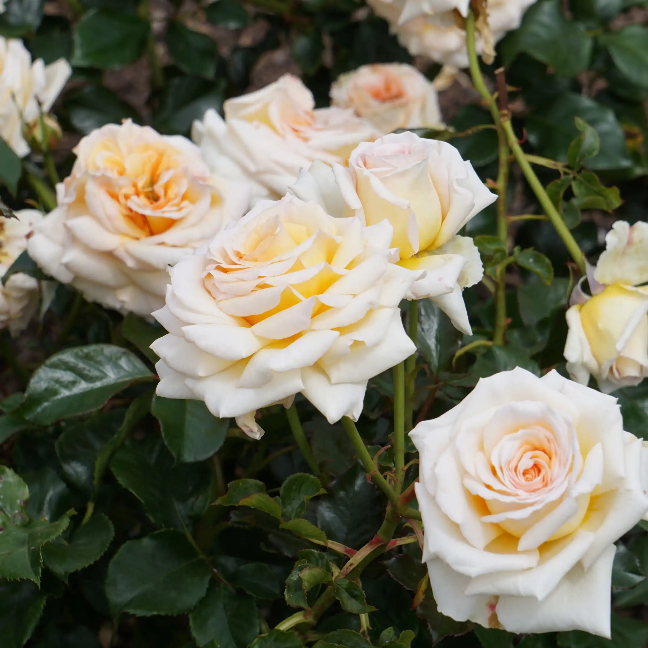 Miniature 1
