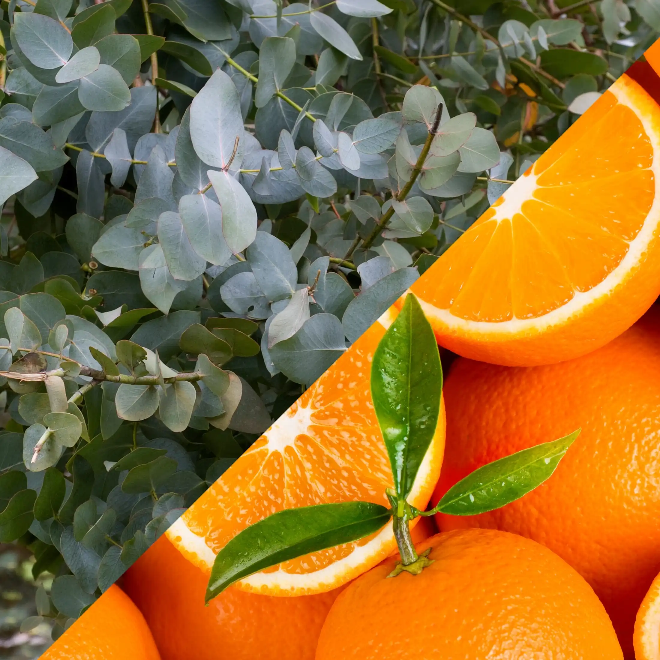 Eucalyptus et orange - Parfum pour bougie