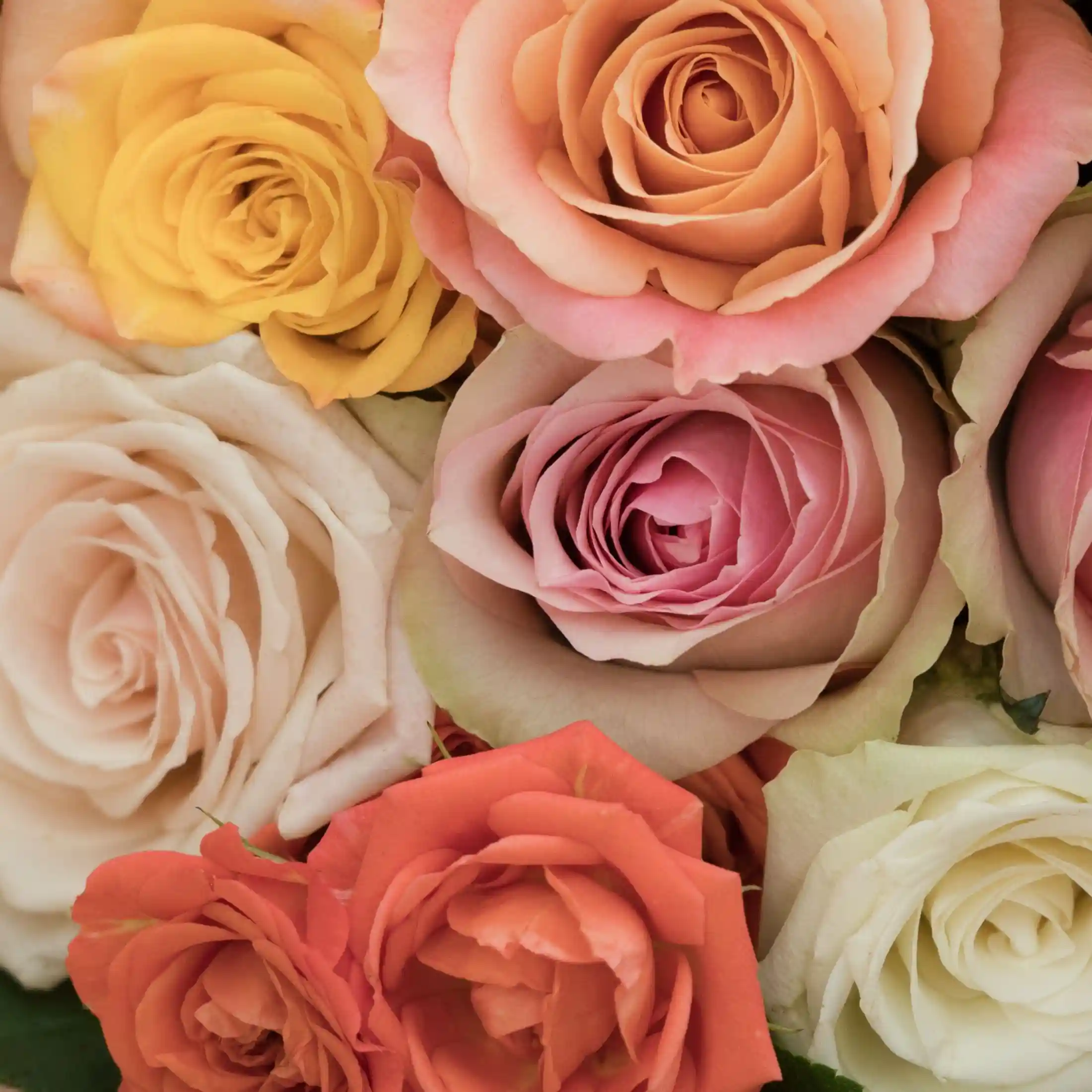 Rose soap - Parfum pour savon liquide